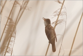 <p>RÁKOSNÍK VELKÝ (Acrocephalus arundinaceus)/Great reed warbler – Drosselrohrsänger/</p>